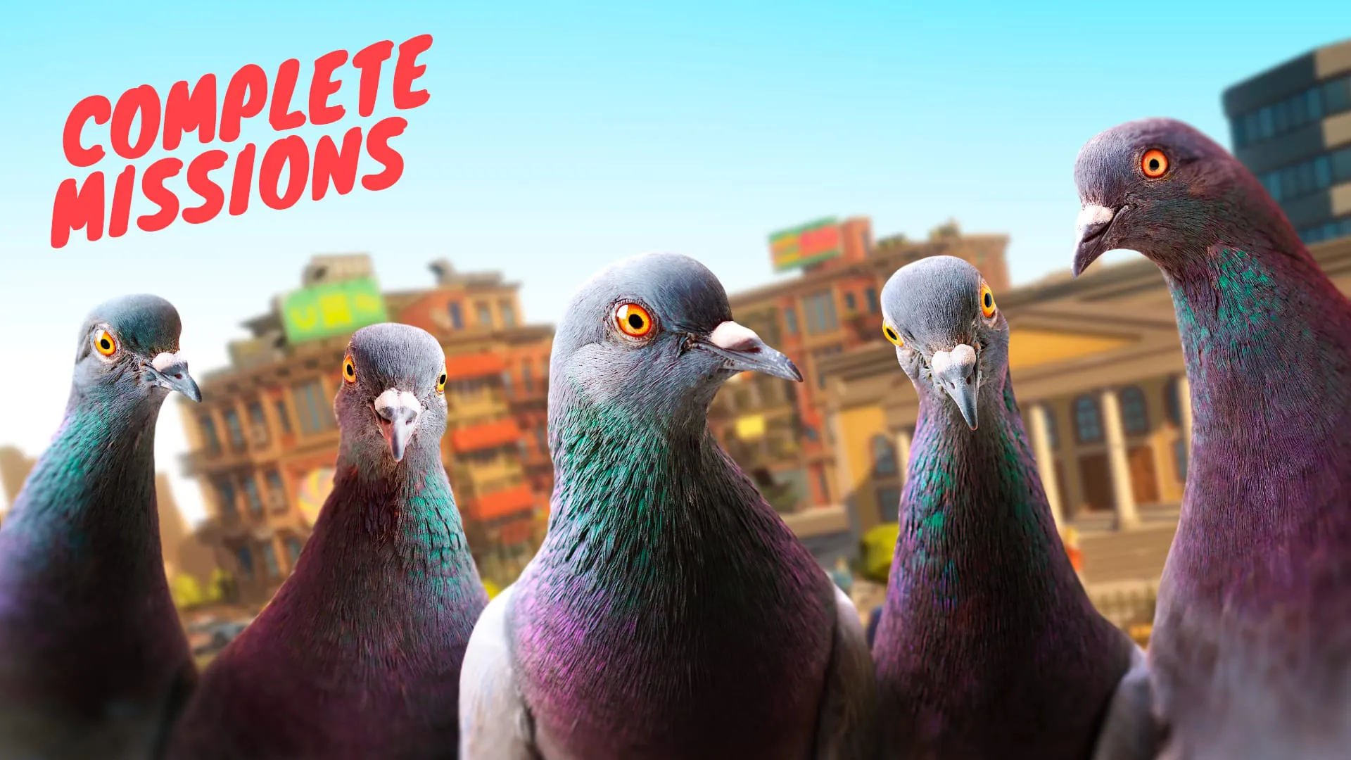 Pigeon