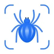 Picture Insect