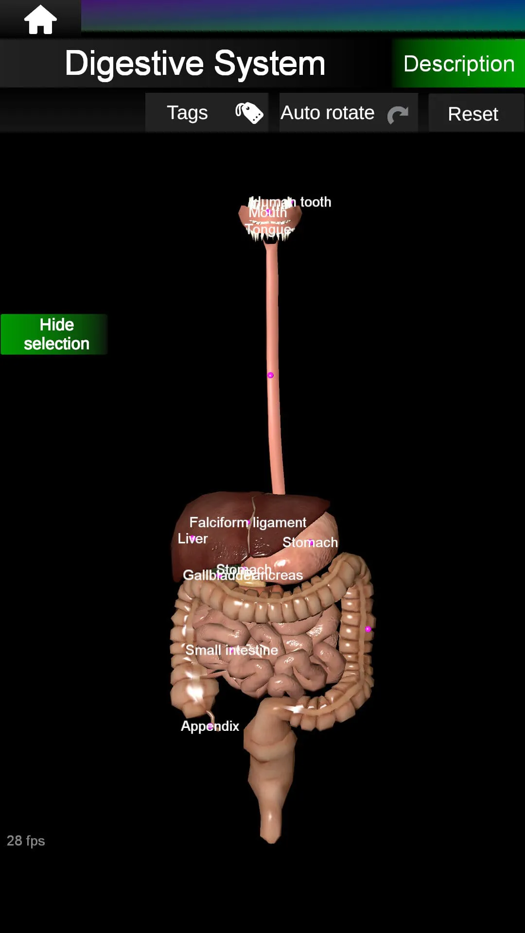 Internal Organs in 3D Anatomy