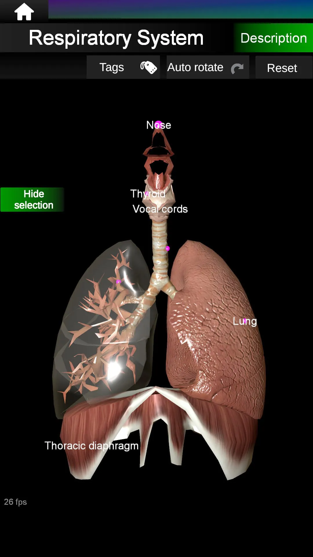 Internal Organs in 3D Anatomy