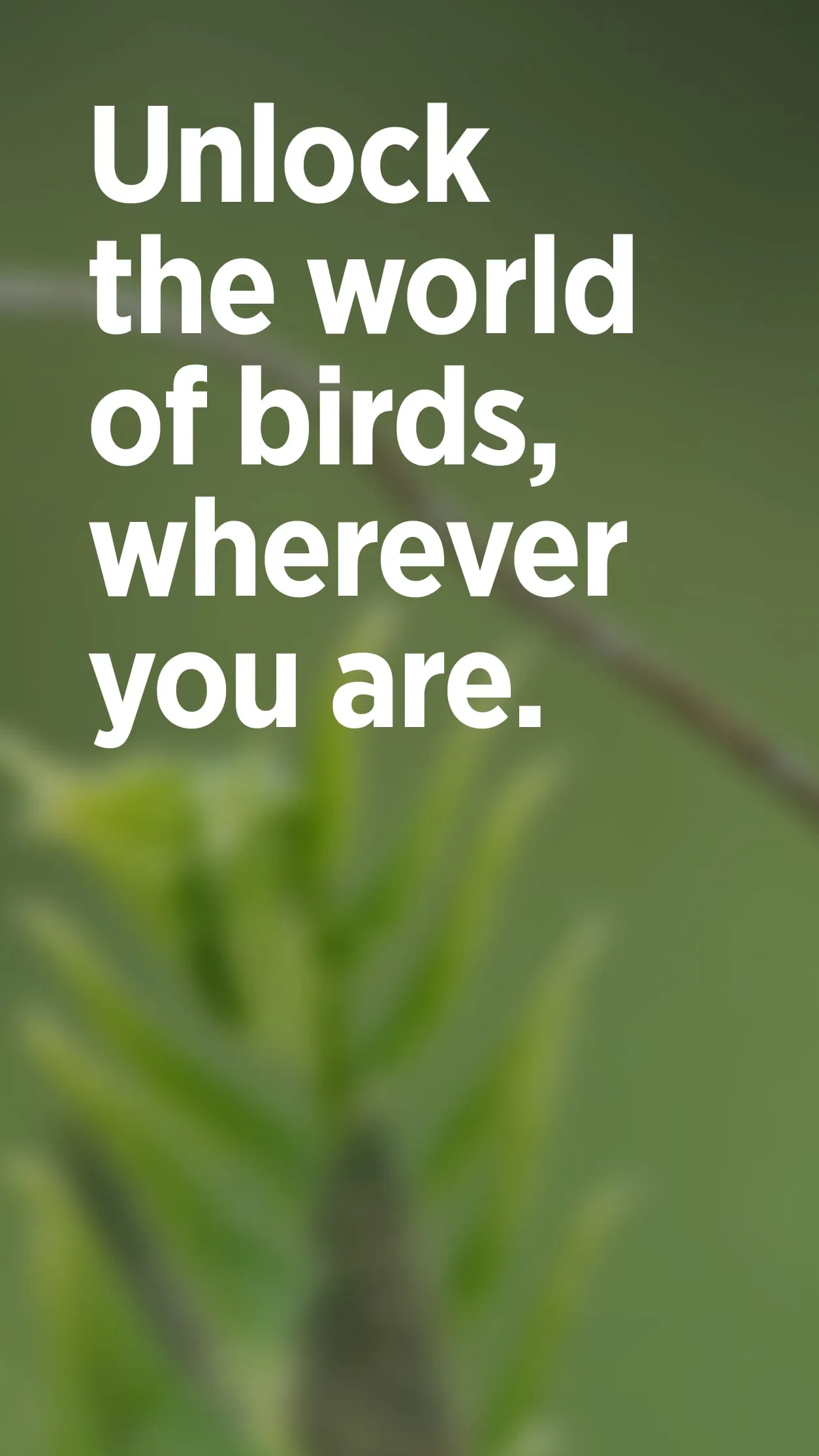 Audubon Bird Guide