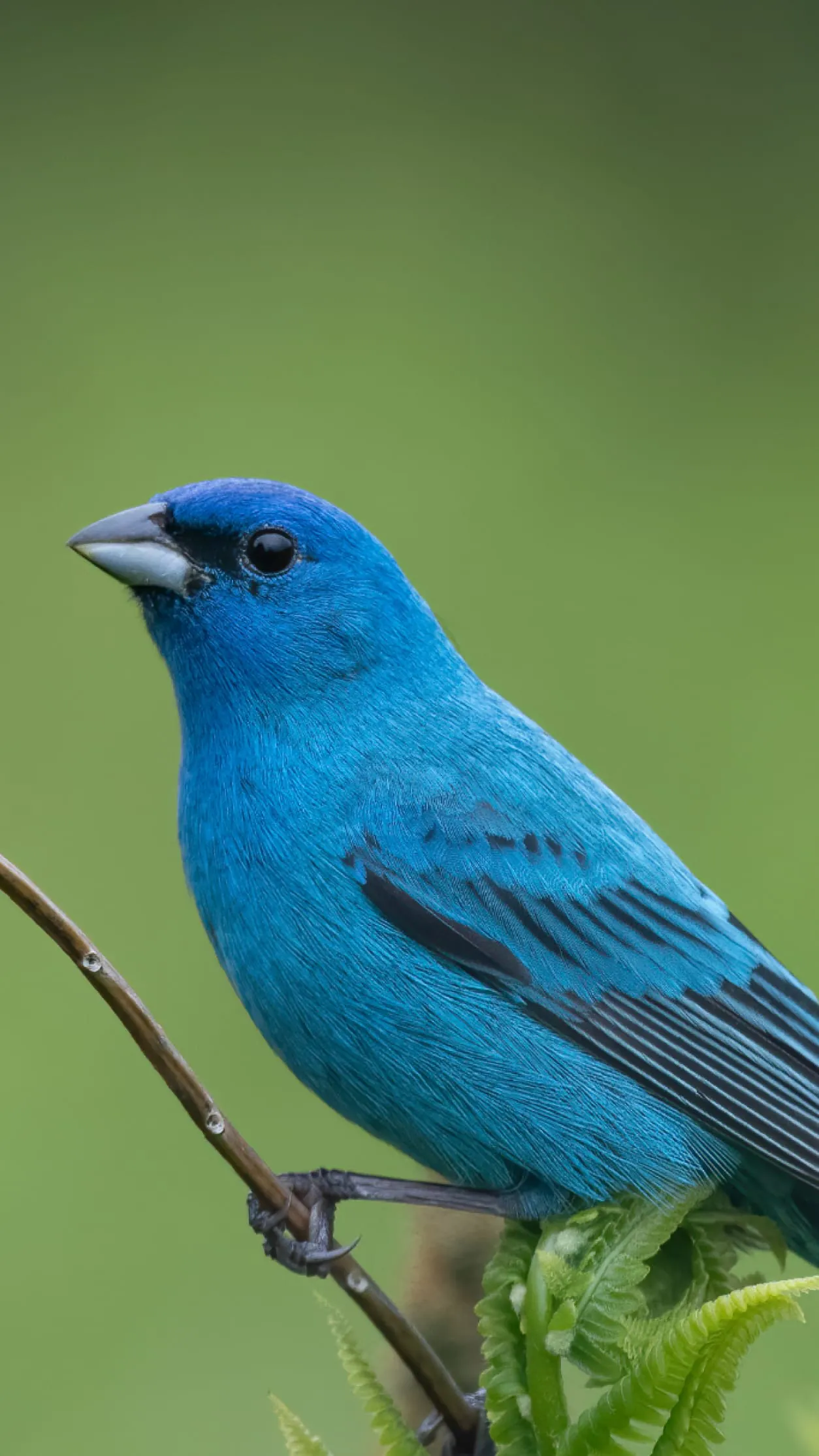 Audubon Bird Guide