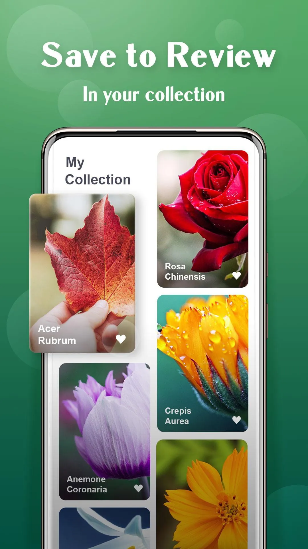 Plant Lens Plant identifier