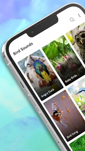 Bird Calls