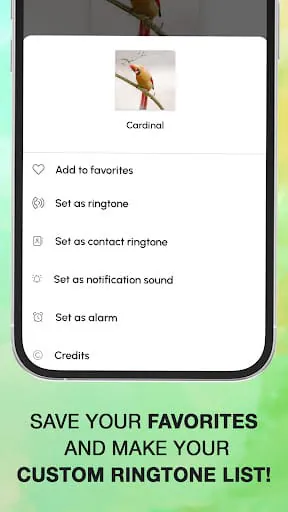 Bird Calls