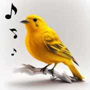 Bird Calls