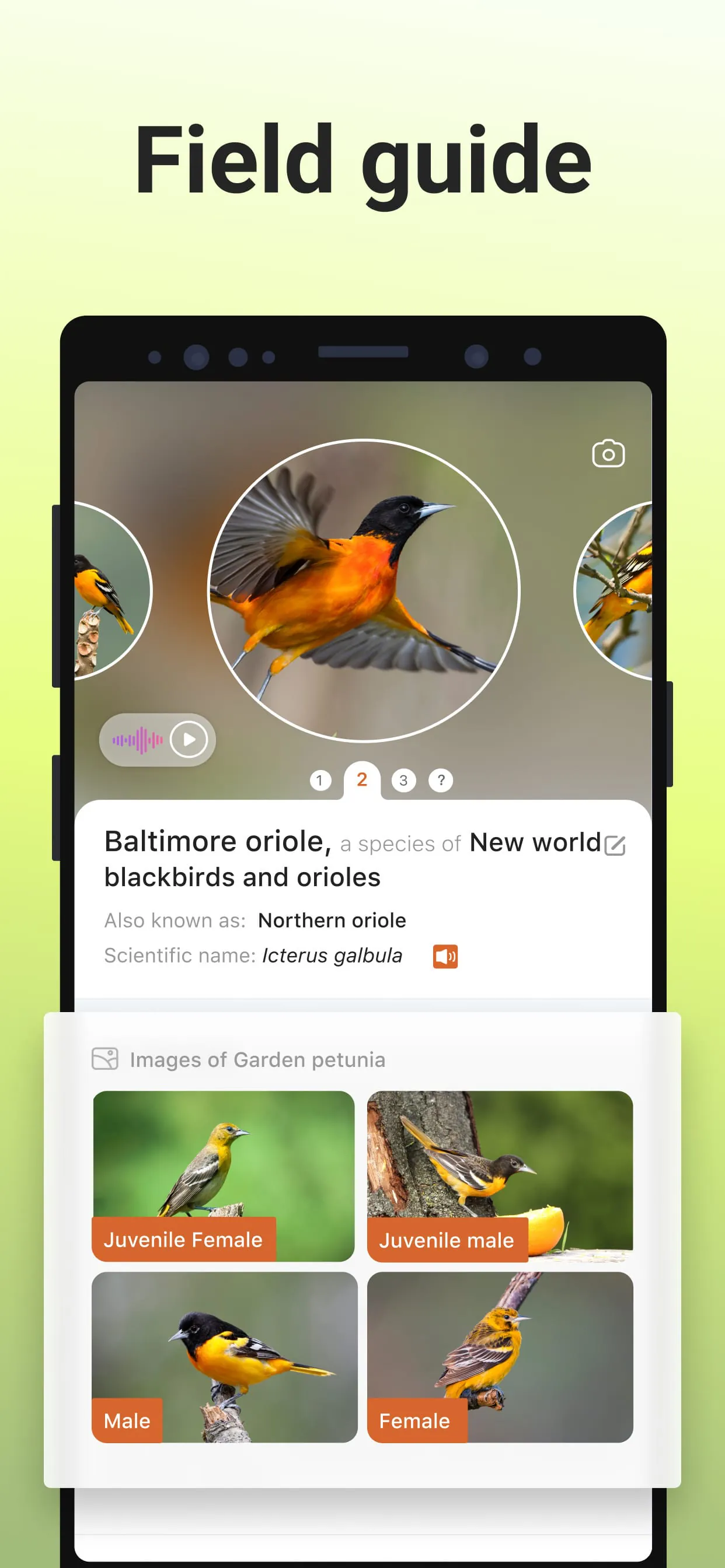 Picture Bird