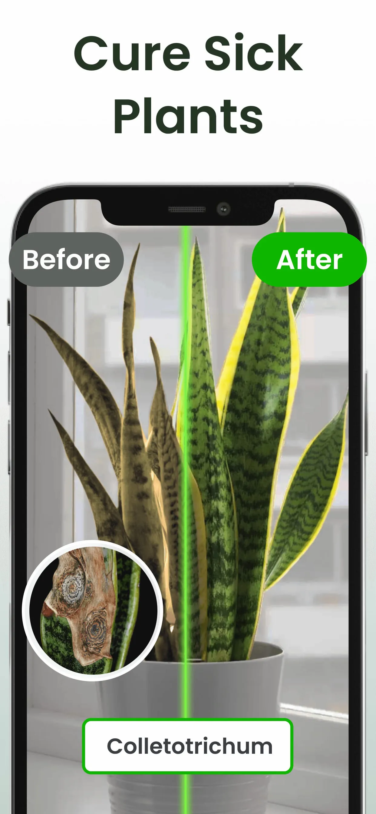 Plant Identifier