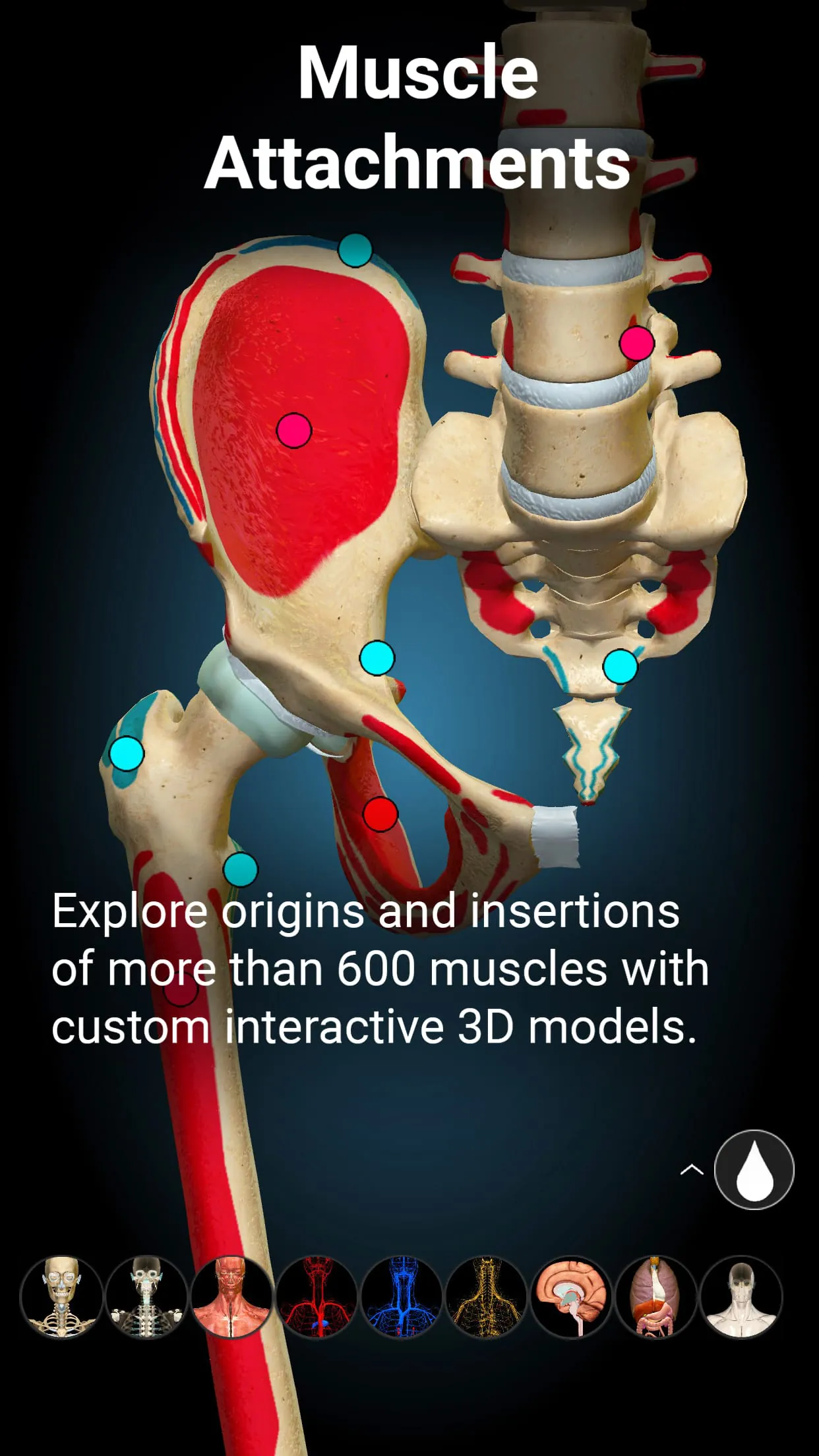 Anatomy Learning By Dr. Blanco