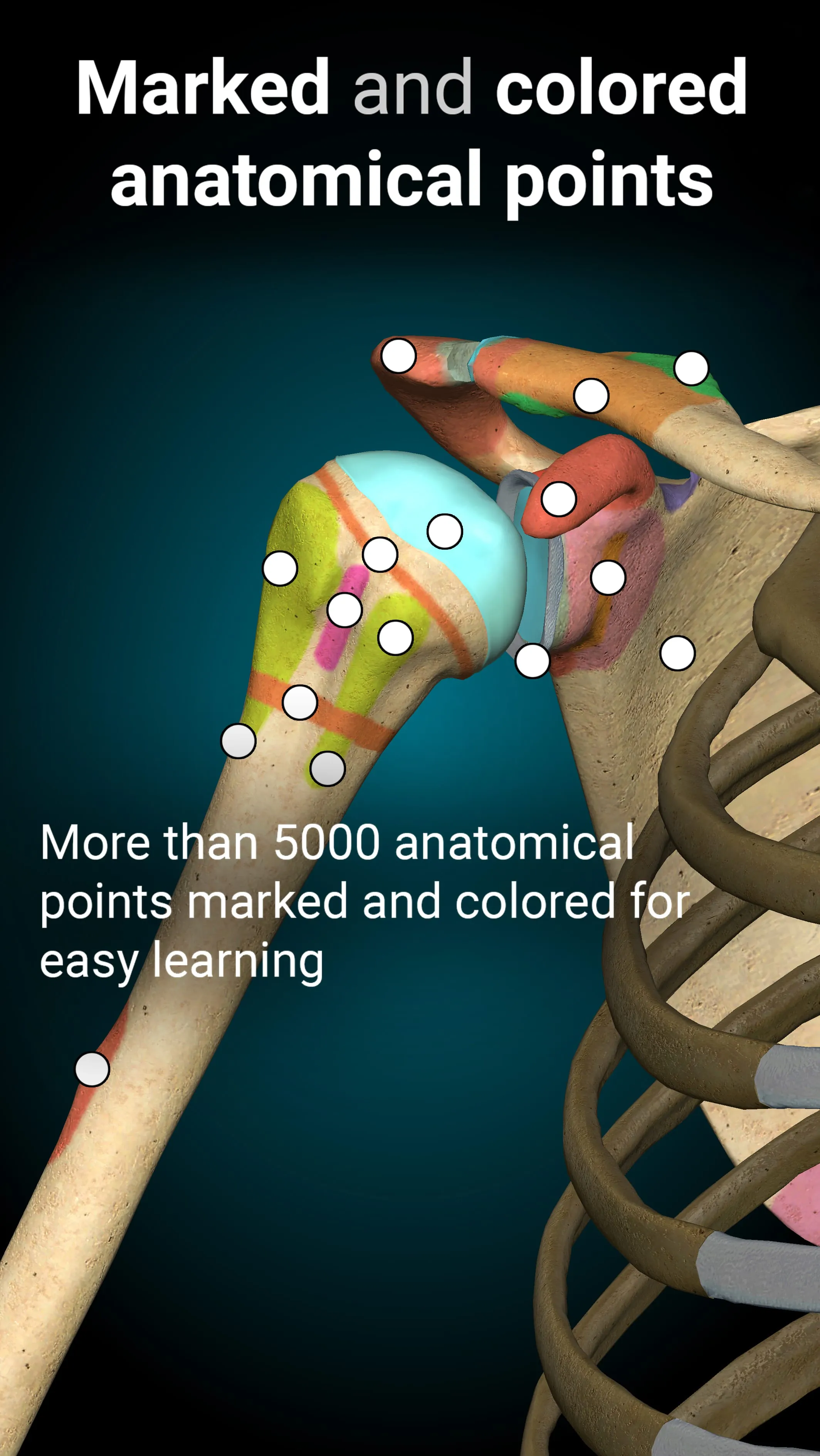 Anatomy Learning By Dr. Blanco