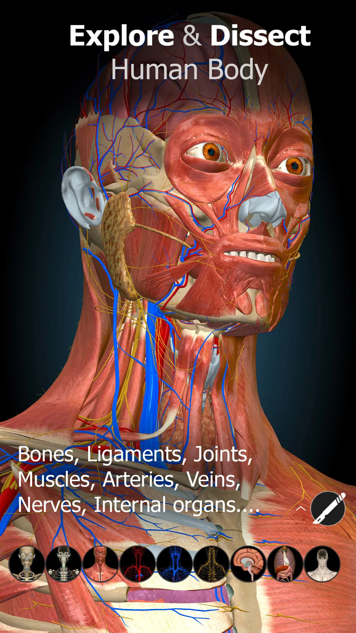 Anatomy Learning By Dr. Blanco