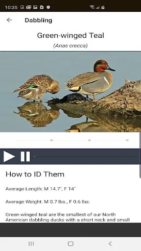 Ducks Unlimited