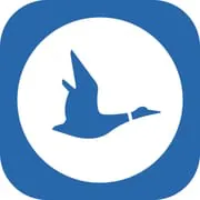 Blue Duck
