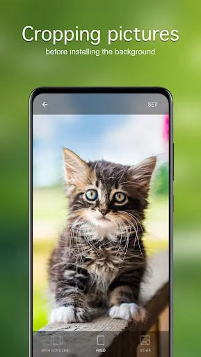 Cat Wallpapers & Cute Kittens