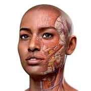 Complete Anatomy